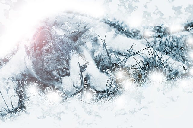Free cat kitten animal illustration
