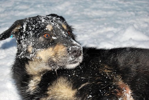 Dog, Snow, Joy, Winter, Fun, Friend