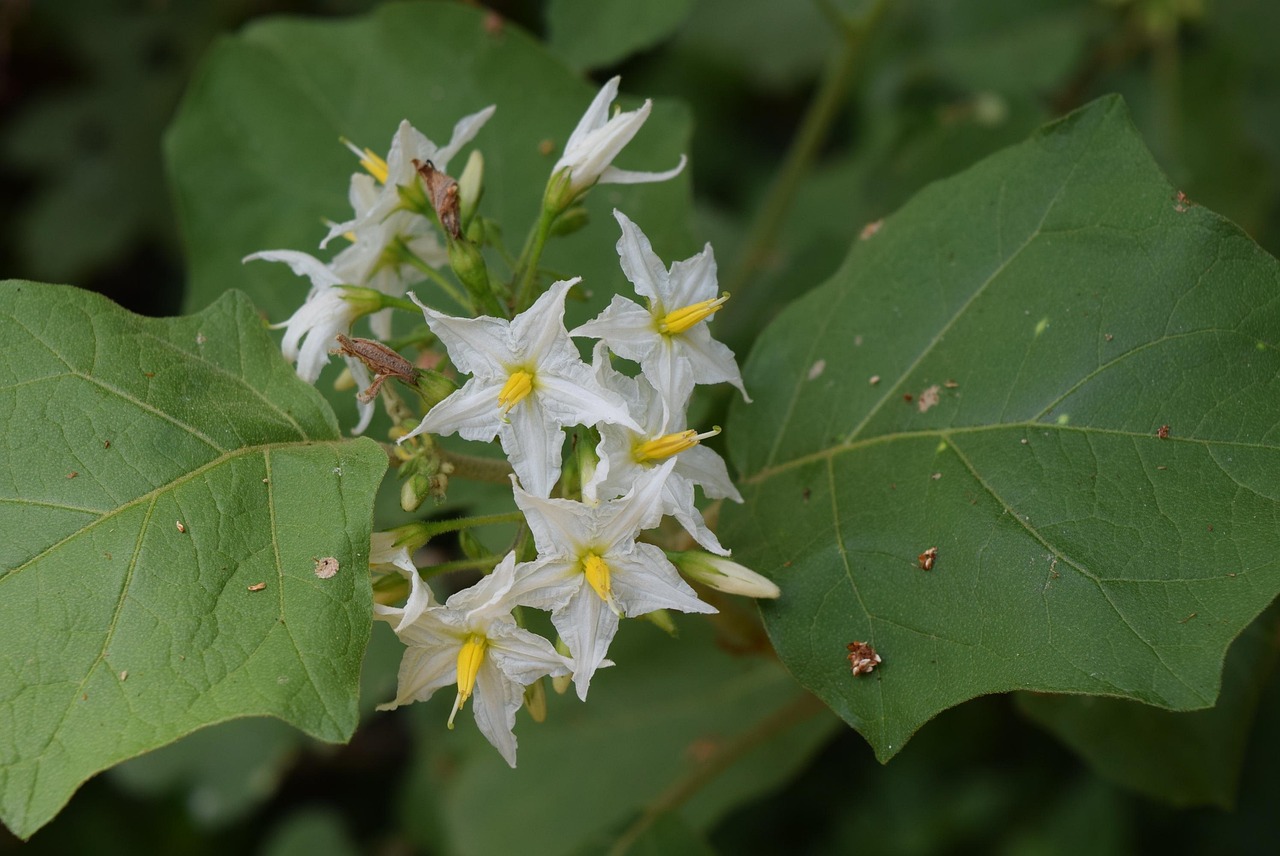 Free Turkey Berry Flower photo and picture