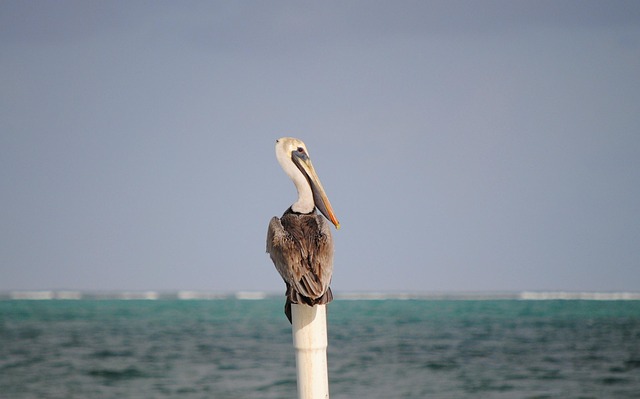 Free Pelican Belize photo and picture