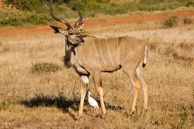 Kudu, Tierwelt, Südafrika, Tier