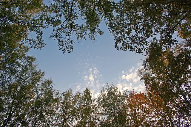 Krone, Baum, Himmel, Die Natur