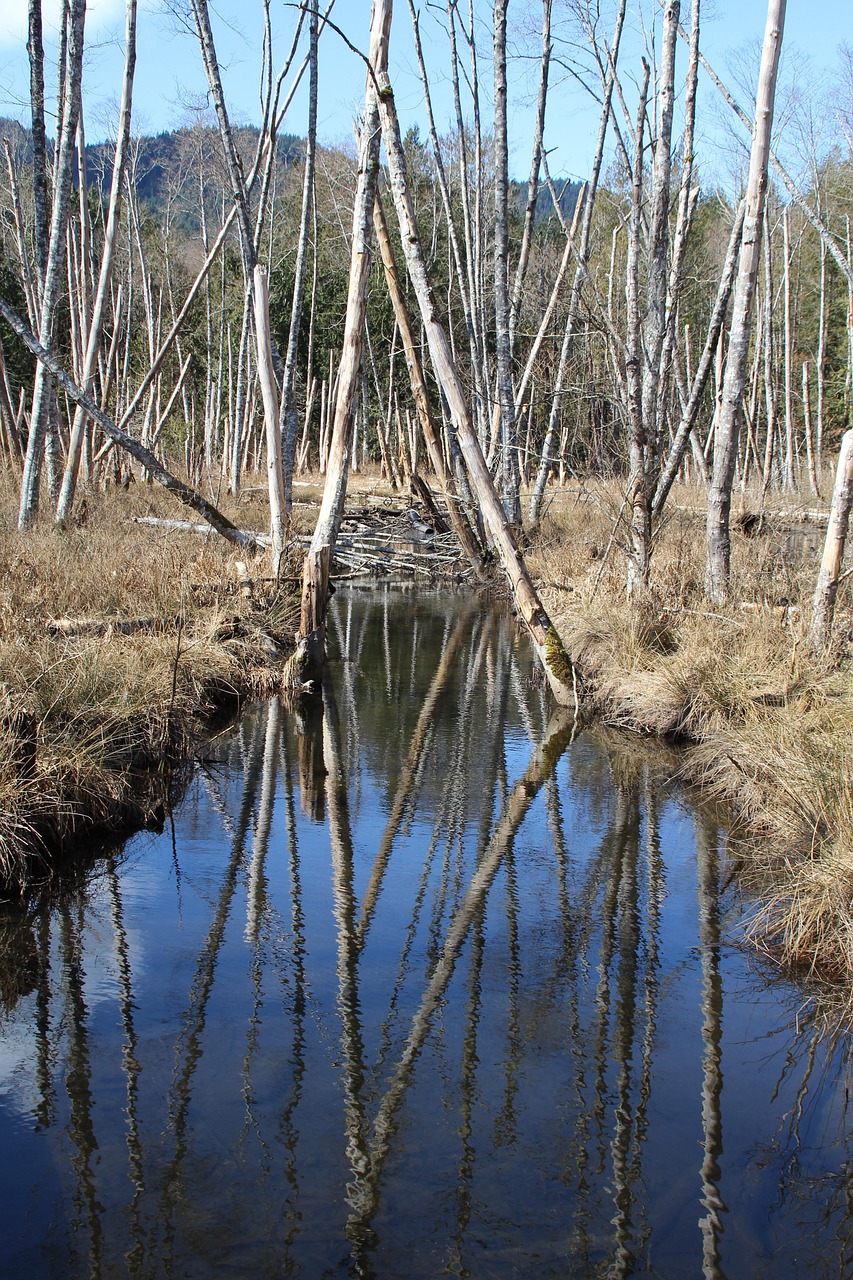 Streams Reflection Reflections - Free photo on Pixabay
