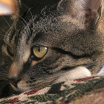 Free Cat Mackeral photo and picture