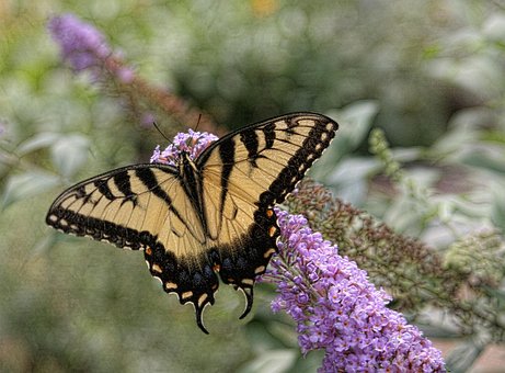 Free Butterfly Eastern Tiger Swallowtail photo and picture