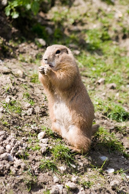 Free Desert Dog Animals photo and picture