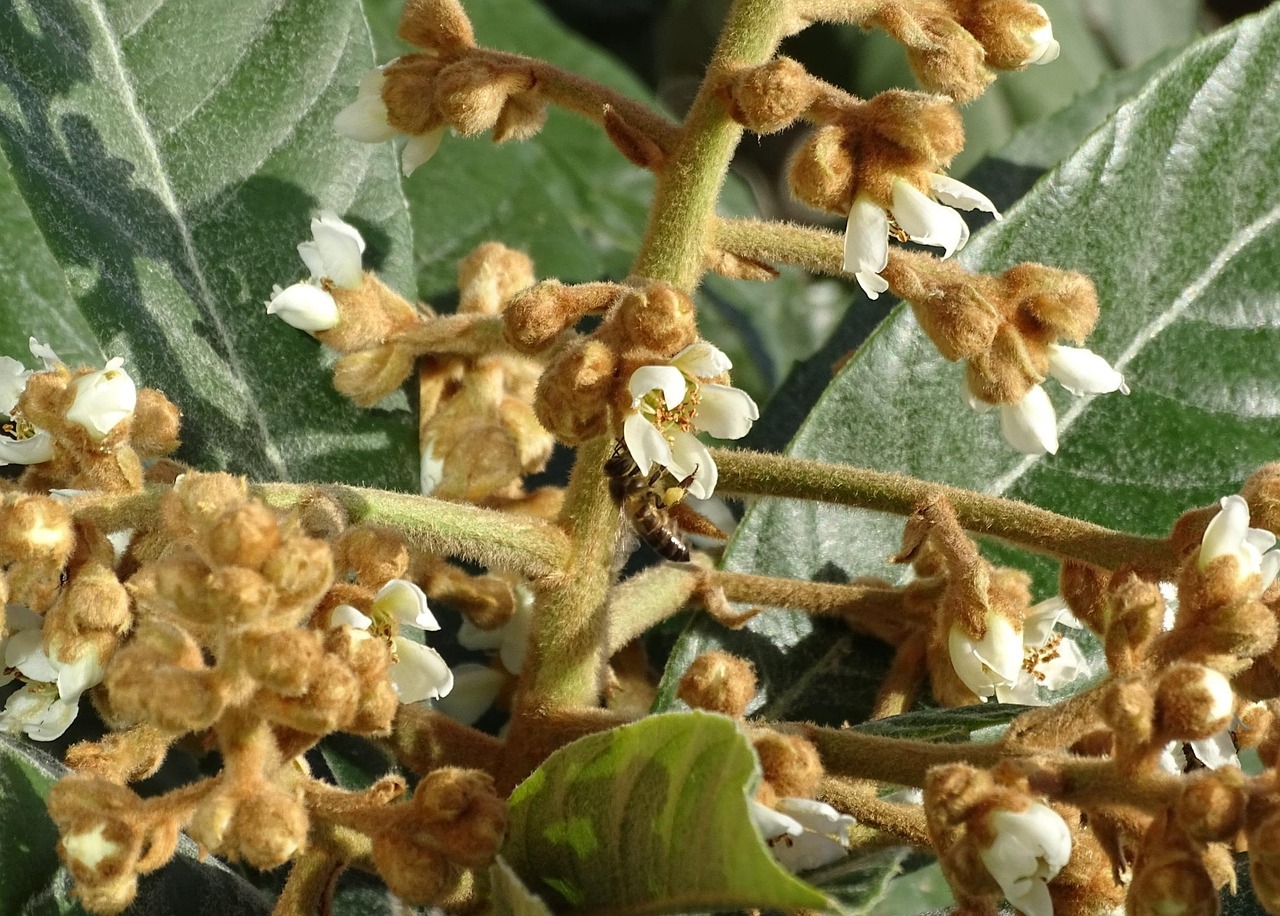 Bee Tree Flower - Free photo on Pixabay - Pixabay