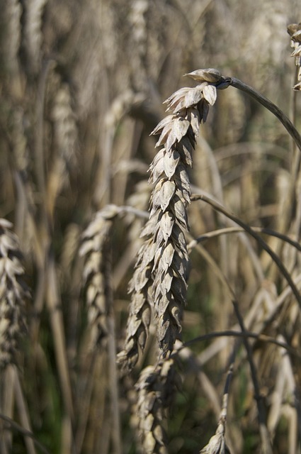 Free Field Farmer photo and picture