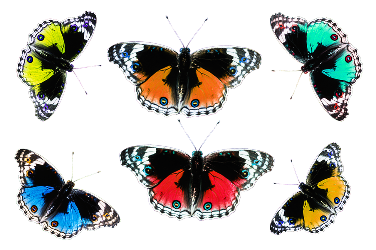 Download free HD stock image of Butterflies Multicoloured Free butterflies multicoloured insect illustration