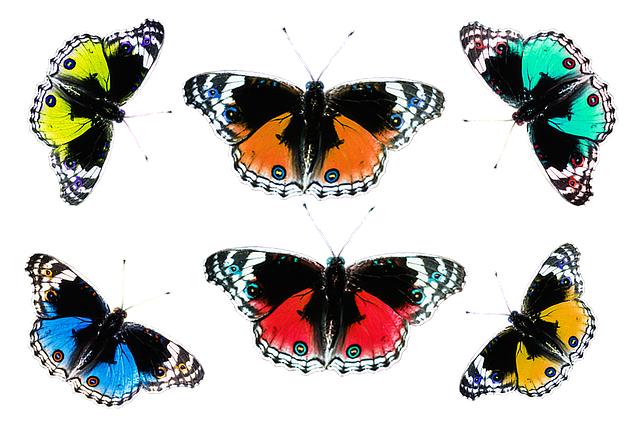Free butterflies multicoloured insect illustration