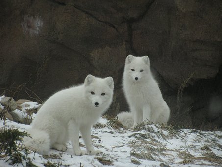 Ártico, Blanco, Fox, Invierno, Frío