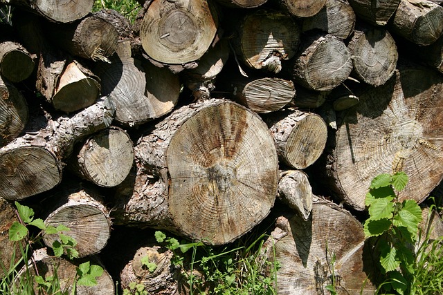 Free Wood Firewood photo and picture