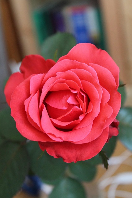 Rose, Blume, Red Rose, Blütenblätter