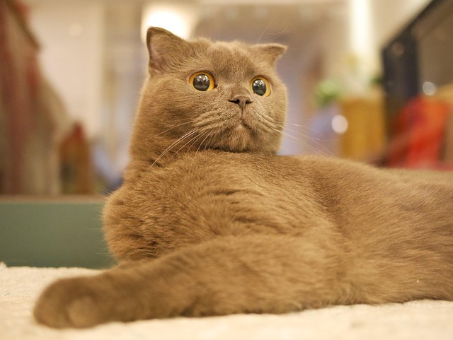 Pisică, Pisică Albastră, Animale