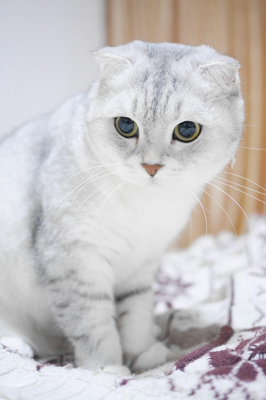 3 000 Free Scottish Fold Cat Images Pixabay 3 000 Free Scottish Fold Cat Images Pixabay