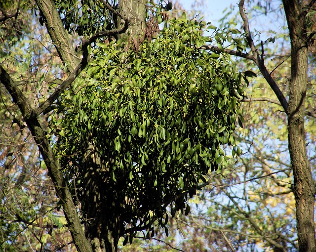 Mistel, Blätter, Parasit, Natur, Baum