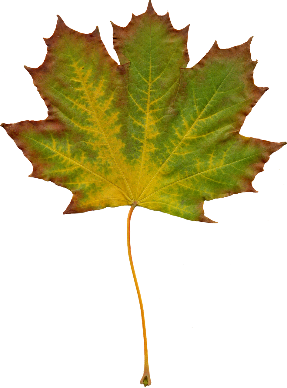 900 Ilmaista Vaahteranlehti Syksy Kuvaa Pixabay