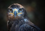 portrait, bird, nature