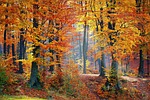 woods, forest, nature