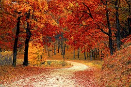 Fall, Autumn, Red, Season, Woods