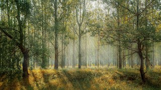 Green, Park, Season, Nature