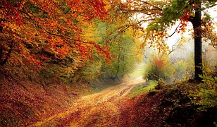 Road, Forest, Season, Autumn, Fall
