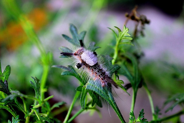 Free Animals Larva photo and picture