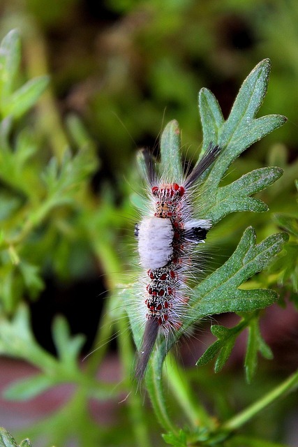 Free Animals Larva photo and picture