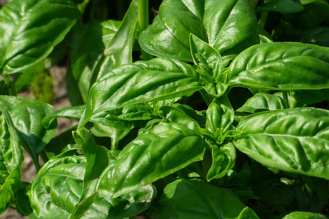 Free Basil Herbs photo and picture