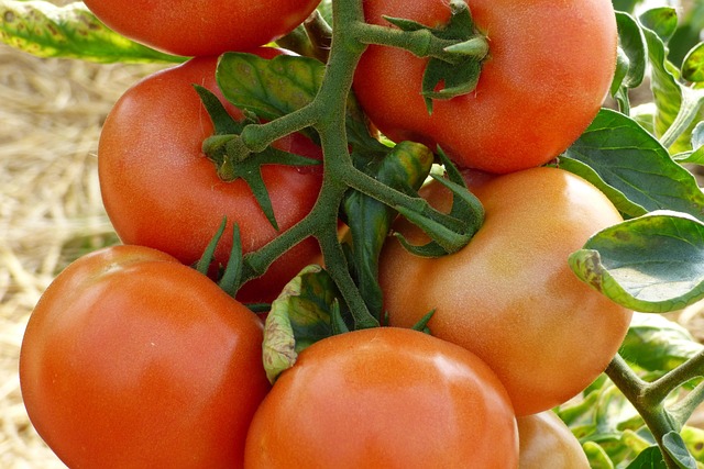 Free Tomatoes Tomato photo and picture