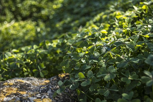 Free Clover Field photo and picture