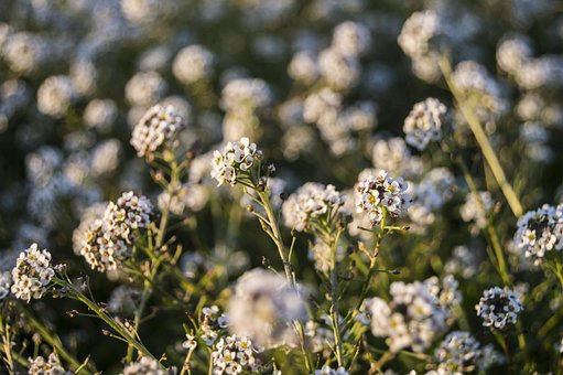 Free Flowers Field photo and picture