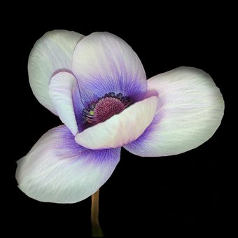 Free Flower Shadow photo and picture