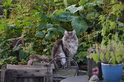 Norwegische Waldkatze, Natur Norwegische Waldkatze, Natur, Garten