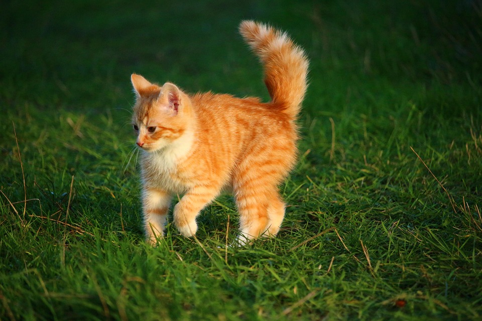 Cat Kitten Baby Young · Free photo on Pixabay