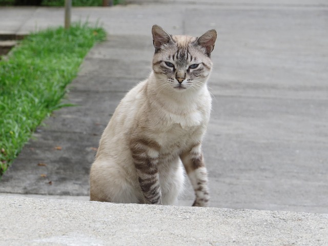 Free Cat Pet photo and picture