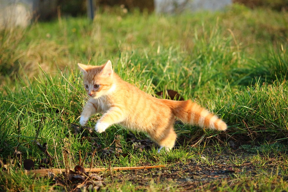 What Religion Does Not Like Cats What Religion Does Not Like Cats