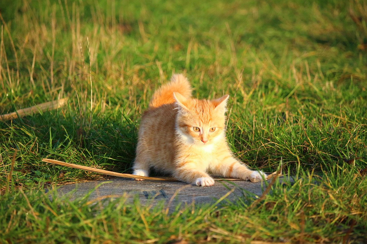 700+ kostenlose Katzenbaby und Haustier-Bilder - Pixabay