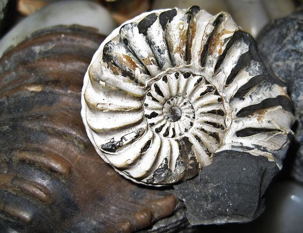 3+ Free Petrified Nautilus & Nautilus Images - Pixabay