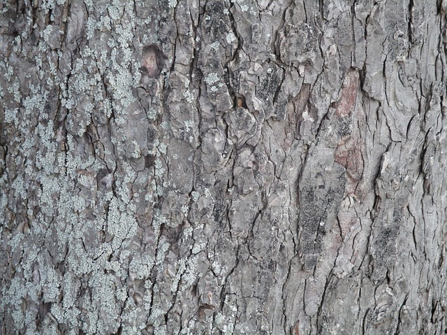 Baum Rinde - Kostenloses Foto auf Pixabay - Pixabay