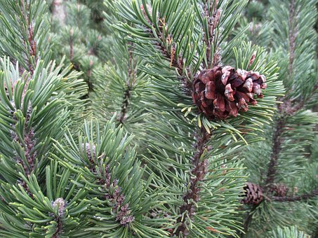 Jul Baggrund, Adventskrans