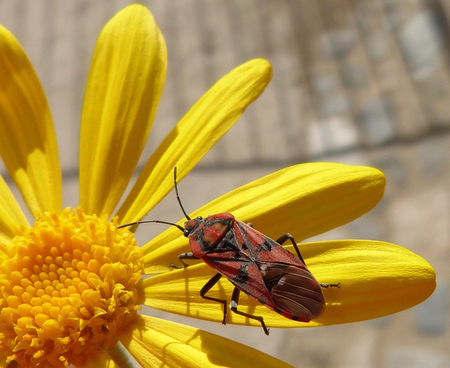 Free Hemiptera Insect photo and picture