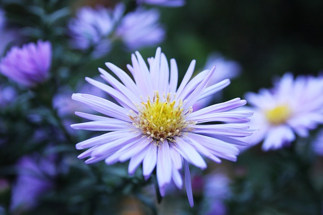 Free Flower Flower Background photo and picture