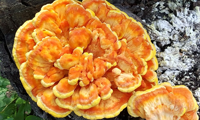 Free Mushroom Edible photo and picture