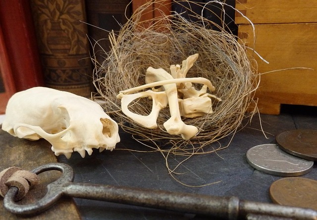 Craniu, Oase, Cuib, Cheie, Maro Craniu