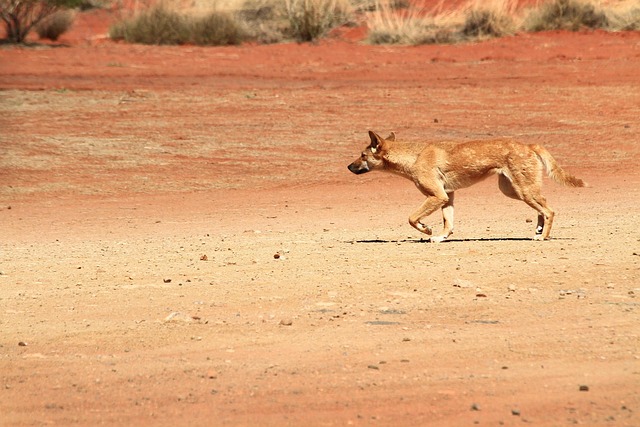 Dingo, Tierwelt, Australien, Wild, Hund