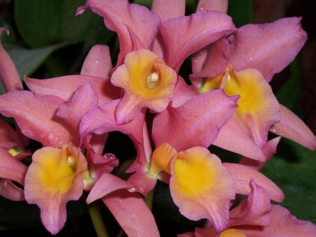 Free Orchid Pink photo and picture