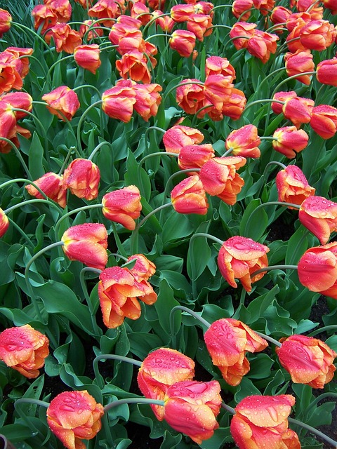 Free Tulips Flower Wallpaper photo and picture