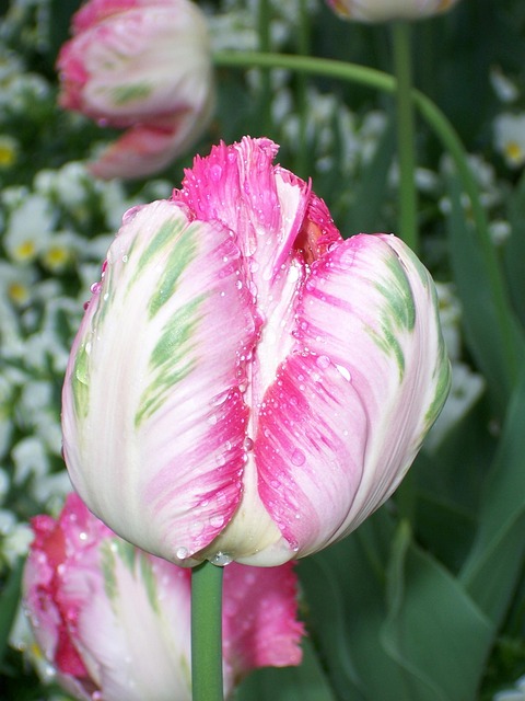 Free Tulip Pink photo and picture