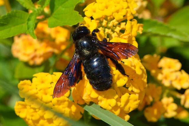 bee, animal, nature, blossom, bloom, bee on flower, macro